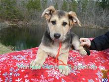 german shepherd puppy posted by mlwgermanshepherd