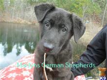 german shepherd puppy posted by mlwgermanshepherd