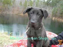 german shepherd puppy posted by mlwgermanshepherd