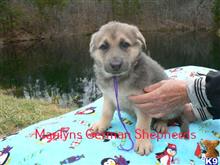 german shepherd puppy posted by mlwgermanshepherd