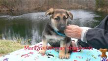 german shepherd puppy posted by mlwgermanshepherd