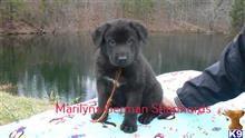 german shepherd puppy posted by mlwgermanshepherd