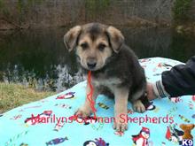 german shepherd puppy posted by mlwgermanshepherd