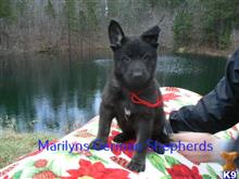 german shepherd puppy posted by mlwgermanshepherd
