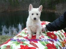german shepherd puppy posted by mlwgermanshepherd
