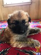 german shepherd puppy posted by mlwgermanshepherd