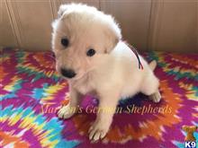 german shepherd puppy posted by mlwgermanshepherd