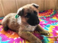 german shepherd puppy posted by mlwgermanshepherd