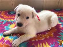 german shepherd puppy posted by mlwgermanshepherd
