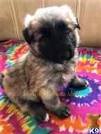 german shepherd puppy posted by mlwgermanshepherd