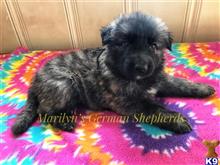 german shepherd puppy posted by mlwgermanshepherd