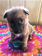 german shepherd puppy posted by mlwgermanshepherd
