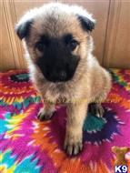 german shepherd puppy posted by mlwgermanshepherd