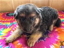 german shepherd puppy posted by mlwgermanshepherd