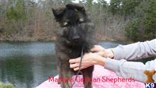 german shepherd puppy posted by mlwgermanshepherd