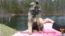 german shepherd puppy posted by mlwgermanshepherd