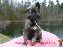 german shepherd puppy posted by mlwgermanshepherd