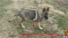 german shepherd puppy posted by mlwgermanshepherd