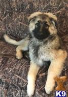 german shepherd puppy posted by mlwgermanshepherd