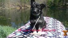 german shepherd puppy posted by mlwgermanshepherd