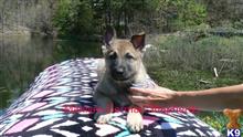 german shepherd puppy posted by mlwgermanshepherd