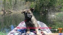 german shepherd puppy posted by mlwgermanshepherd