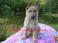 german shepherd puppy posted by mlwgermanshepherd