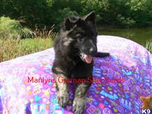 german shepherd puppy posted by mlwgermanshepherd