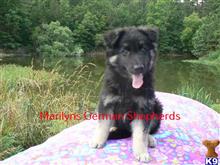 german shepherd puppy posted by mlwgermanshepherd