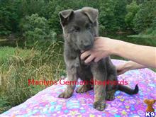 german shepherd puppy posted by mlwgermanshepherd