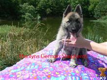 german shepherd puppy posted by mlwgermanshepherd