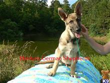 german shepherd puppy posted by mlwgermanshepherd