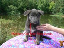 german shepherd puppy posted by mlwgermanshepherd