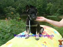 german shepherd puppy posted by mlwgermanshepherd