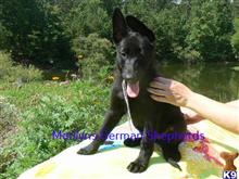 german shepherd puppy posted by mlwgermanshepherd