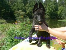 german shepherd puppy posted by mlwgermanshepherd