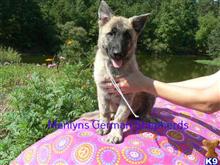 german shepherd puppy posted by mlwgermanshepherd