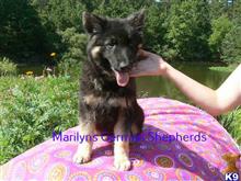 german shepherd puppy posted by mlwgermanshepherd