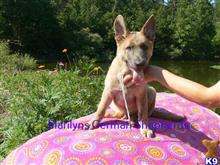 german shepherd puppy posted by mlwgermanshepherd