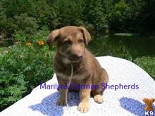 german shepherd puppy posted by mlwgermanshepherd