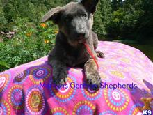german shepherd puppy posted by mlwgermanshepherd