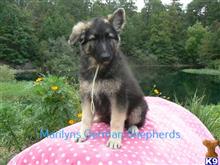 german shepherd puppy posted by mlwgermanshepherd