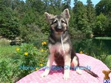 german shepherd puppy posted by mlwgermanshepherd