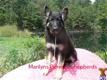 german shepherd puppy posted by mlwgermanshepherd