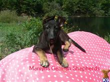 german shepherd puppy posted by mlwgermanshepherd