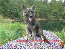 german shepherd puppy posted by mlwgermanshepherd