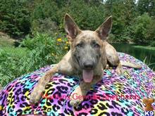 german shepherd puppy posted by mlwgermanshepherd