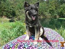 german shepherd puppy posted by mlwgermanshepherd