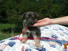 german shepherd puppy posted by mlwgermanshepherd