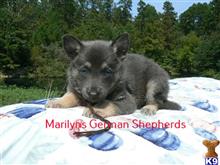 german shepherd puppy posted by mlwgermanshepherd